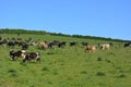 Cows grazing on a lush green hillside Royalty Free Stock Photo