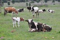 cows grazing in the meadow