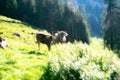 Cows are grazing on a meadow. Cattle cow pasture in a green field. Dairy cattle at pasture on hill in rural. Cattle Royalty Free Stock Photo