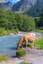 Cows are grazing on a meadow. Cattle cow pasture in a green field. Dairy cattle at pasture on hill in rural. Cattle Royalty Free Stock Photo