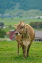 Cows are grazing on a meadow. Cattle cow pasture in a green field. Dairy cattle at pasture on hill in rural. Cattle Royalty Free Stock Photo