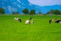 Cows are grazing on a meadow. Cattle cow pasture in a green field. Dairy cattle at pasture on hill in rural. Cattle Royalty Free Stock Photo