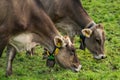 Cows are grazing on a meadow. Cattle cow pasture in a green field. Dairy cattle at pasture on hill in rural. Cattle Royalty Free Stock Photo