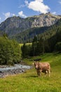 Cows are grazing on a meadow. Cattle cow pasture in a green field. Dairy cattle at pasture on hill in rural. Cattle Royalty Free Stock Photo