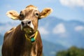 Cows are grazing on a meadow. Cattle cow pasture in a green field. Dairy cattle at pasture on hill in rural. Cattle Royalty Free Stock Photo