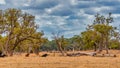 Cows grazing in the meadow at country WA Perth