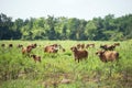 Cows grazing in meadow farm Royalty Free Stock Photo