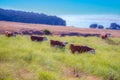 Cows grazing at the meadow with fresh grass at highway no 1 in california with atlantic view