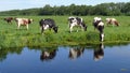 Cows grazing in a meadow in the Green Heart of Holland