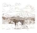 Cows grazing on meadow. Hand drawn farm land with barn vector illustration. Rural landscape, village vintage sketch Royalty Free Stock Photo