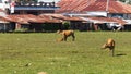 Cows grazing on a meadow