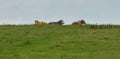 Cows grazing in a meadow in Ireland.