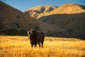 Cows grazing on a meadow Royalty Free Stock Photo