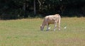 Cows grazing in a meadow Royalty Free Stock Photo