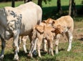 Cows grazing in a meadow Royalty Free Stock Photo