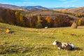 Cows grazing on meadow Royalty Free Stock Photo