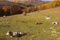 Cows grazing on meadow Royalty Free Stock Photo