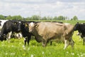 Cows grazing in the meadow