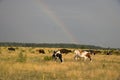 Cows grazing in a meadow