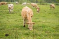 Cows grazing in a meadow on a spring rainy day Royalty Free Stock Photo