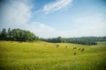 Cows grazing in the meadow in sunny summer day. Royalty Free Stock Photo