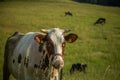 Cows grazing in the meadow in sunny summer day. Royalty Free Stock Photo