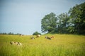 Cows grazing in the meadow in sunny summer day. Royalty Free Stock Photo