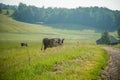 Cows grazing in the meadow in sunny summer day. Royalty Free Stock Photo