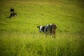 Cows grazing in the meadow in sunny summer day. Royalty Free Stock Photo