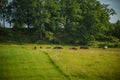 Cows grazing in the meadow in sunny summer day. Royalty Free Stock Photo