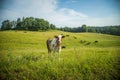 Cows grazing in the meadow in sunny summer day. Royalty Free Stock Photo