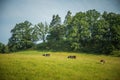 Cows grazing in the meadow in sunny summer day. Royalty Free Stock Photo