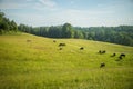 Cows grazing in the meadow in sunny summer day. Royalty Free Stock Photo