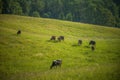 Cows grazing in the meadow in sunny summer day. Royalty Free Stock Photo