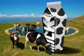 Cows grazing - Milk packaging