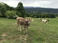 Cows grazing on Mont Larmont near Pontarlier, France