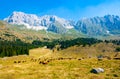 Cows grazing in Montasio Plateau Royalty Free Stock Photo