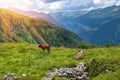 Cows grazing on a mountain pasture in Alps mountains, Tirol, Austria. View of picturesque mountain scenery in Alps with green Royalty Free Stock Photo