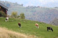 Cows grazing on a mountain pasture Royalty Free Stock Photo