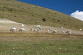 Cows grazing on mountain pastures Italy