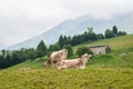 Cows grazing in the mountain Royalty Free Stock Photo