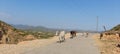 Cows grazing in the mountain and roads with a beautiful background of nature and blue sky.