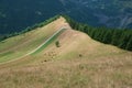 Cows grazing on a mountain slope Royalty Free Stock Photo