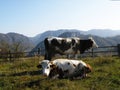 Cows in grazing