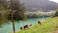 Cows grazing in the mountains, calves grazing grass near Auronzo in a folklore farm in the city.
