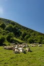 Calve grazing in the mountains, Erro valley