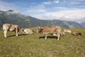 Cows grazing in the mountains. Livestock. Idyllic landscape. Cattle