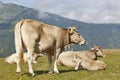 Cows grazing in the mountains. Livestock. Idyllic landscape. Cattle