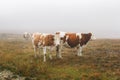 Cows Grazing In The Mountains. Morning Mist On The Farm In Autumn Royalty Free Stock Photo