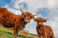 Cows grazing in the mountains